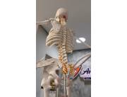 REPLICA DE ESQUELETO HUMANO 80CM