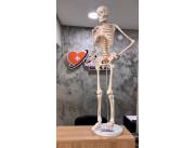 REPLICA DE ESQUELETO HUMANO 80CM