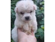 Caniche toy 🐕 ✨️