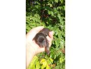 PINCHER MINI RATONERO DE PRAGA
