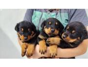 Rottweiler hembra y macho