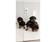 ROTTWEILER HEMBRAS Y MACHOS