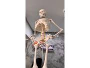 Replica de Esqueleto humano -80cm