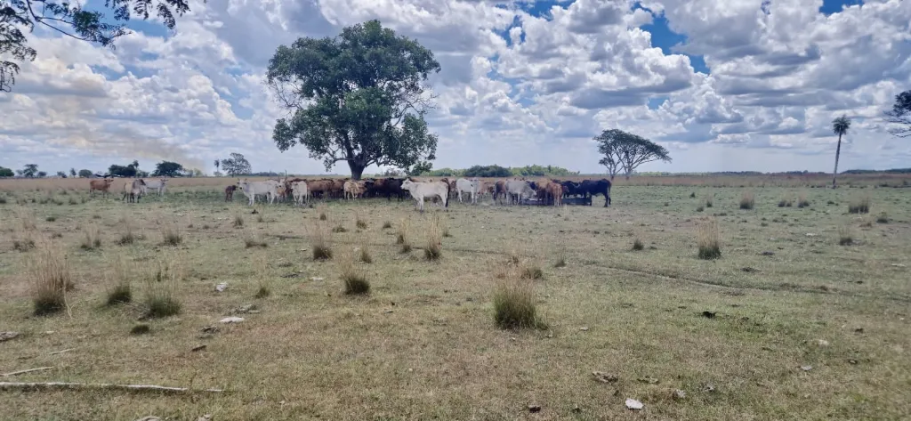 682 HA. CAMPO EN VILLALBIN - DPTO. ÑEEMBUCU — foto 2