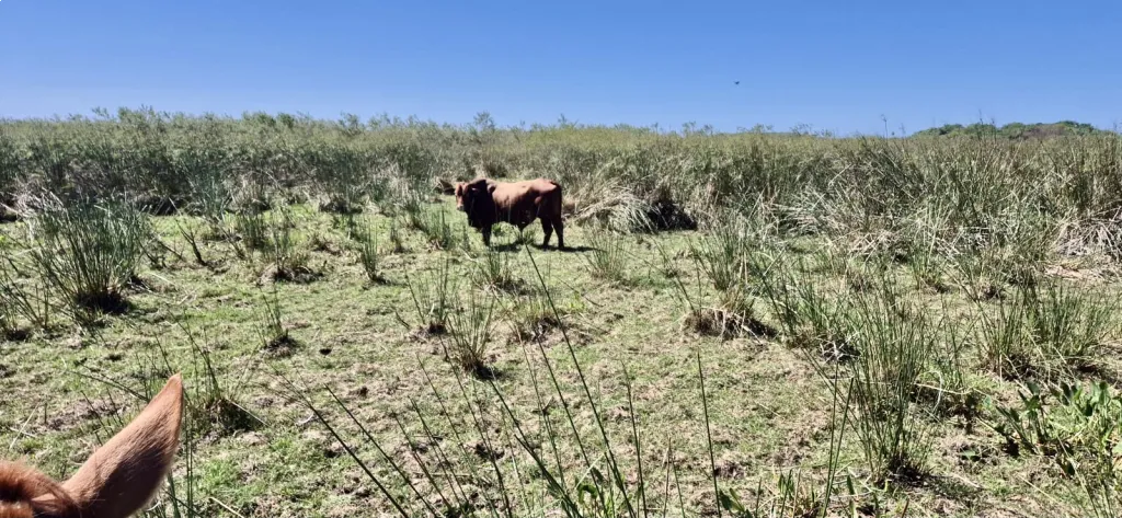 682 HA. CAMPO EN VILLALBIN - DPTO. ÑEEMBUCU — foto 3