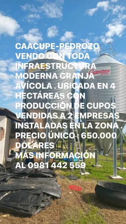 CAACUPE-PEDROZO. VENDO ESTABLECIMIENTO AVÍCOLA DE 4 HECTÁREAS — foto 3