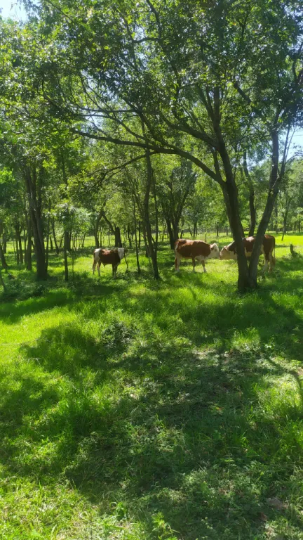 QUIINDY VENDO PROPIEDAD DE 10 HECTÁREAS PARA TURISMO AVENTURA, HOSTELERÍA,VACACIONAR,ETC. — foto 2