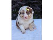 Cachorros border collie