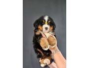 Cachorros boyero de berna