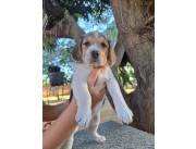 BEAGLE