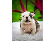 BULLDOG INGLES HEMBRA
