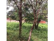 Vendo 4 terrenos de 1.440 m2 en total en laurelty san lorenzo