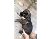 Cachorros Pastor Aleman Registrados C.O.A.P.