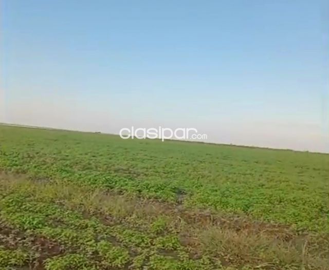 Propiedades rurales - Alquilo Campo Agricola Mecanizado en Jose Leandro Oviedo - 3150 Ha.