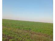 Alquilo Campo Agricola Mecanizado en Jose Leandro Oviedo - 3150 Ha.