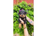 ROTTWEILER