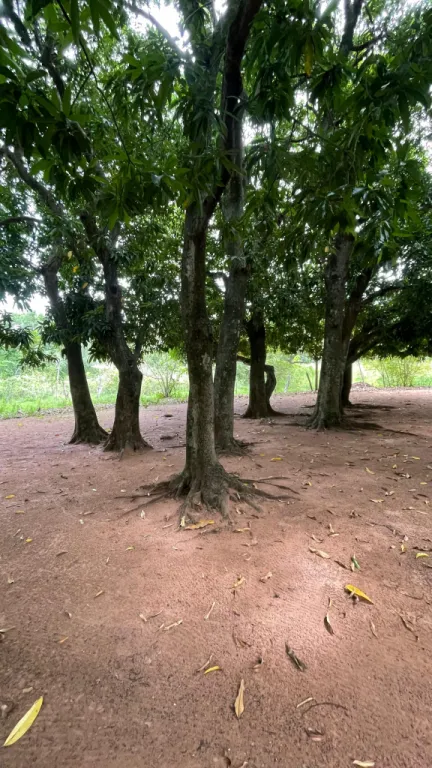 Vendo 9,7 hectáreas con arroyo en Atyra — foto 2