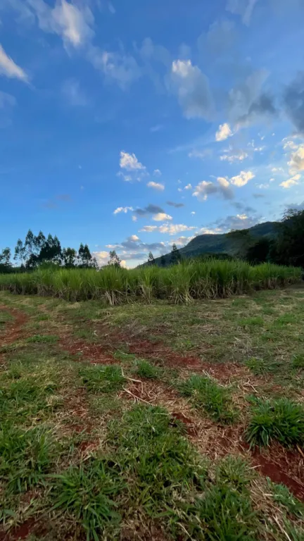 Vendo hermosa propiedad de 43 hectáreas en Colonia Independencia — foto 3