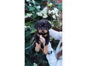 ROTTWEILER HEMBRAS