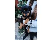 ROTTWEILER HEMBR