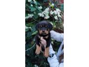 ROTTWEILER HEMBRA RAZA PURA