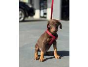 DOBERMAN