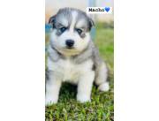 HUSKY HEMBRA Y MACHO