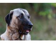 Busco cachorro Kangal