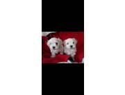 Caniche Maltes