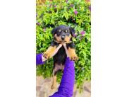 ROTTWEILER HEMBRAS