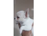 Chihuahua ✨️