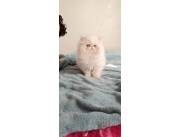 Gato persa 💖