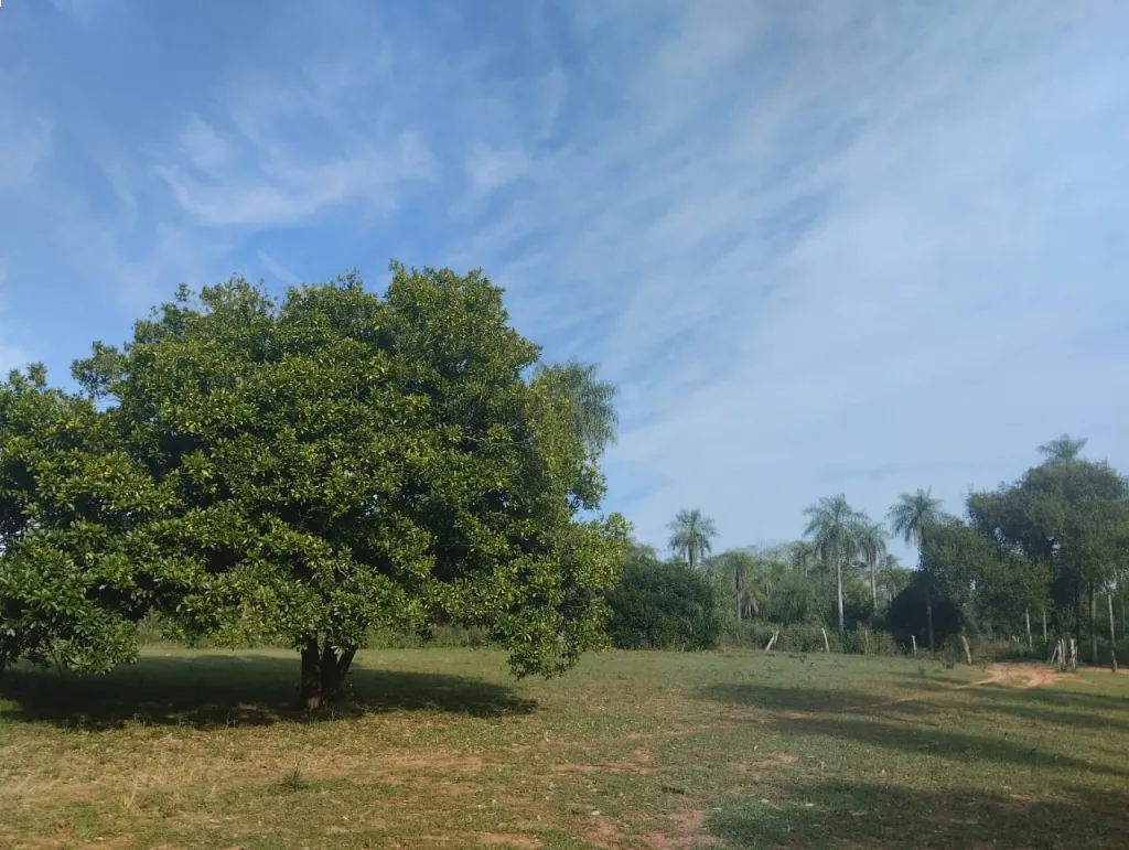 10 HECTAREAS EN NUEVA COLOMBIA — foto 2