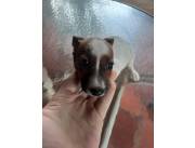 PERRO, CACHORROS-PERRITO JACK RUSSEL TERRIER