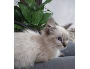 Gato ragdoll
