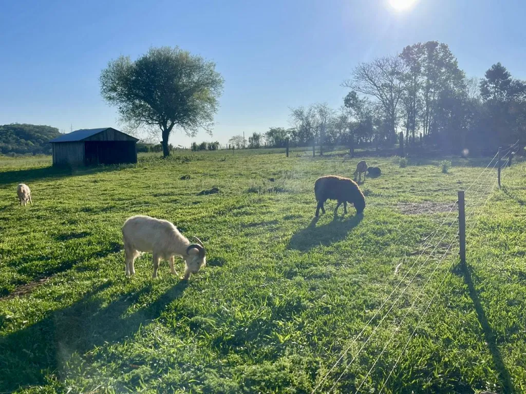 Granja en Hohenau - 6 Ha. — foto 3