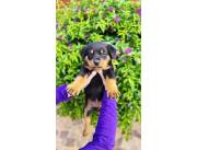 ROTTWEILER HEMBRA RAZA PURA