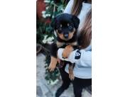 ROTTWEILER AL MEJOR COSTO 100% PURO HEMBRA
