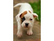 Hermosos perritos boxer disponibles