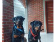 Cachorros rottweiler