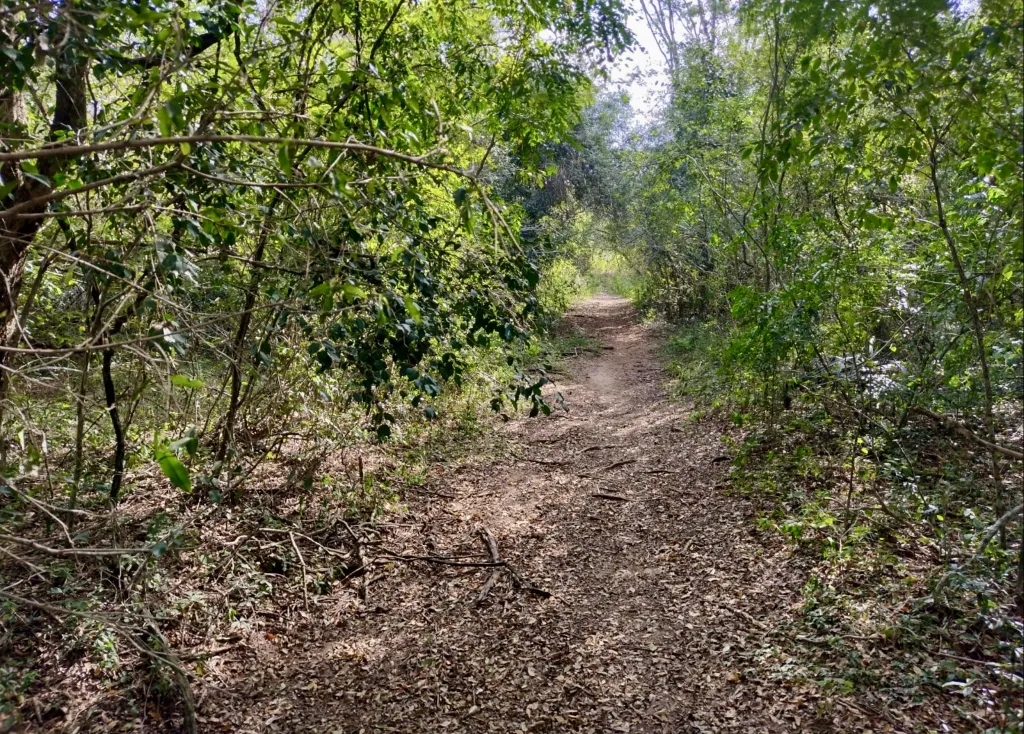 Campo Ganadero en Luque - 52 Ha. — photo 2