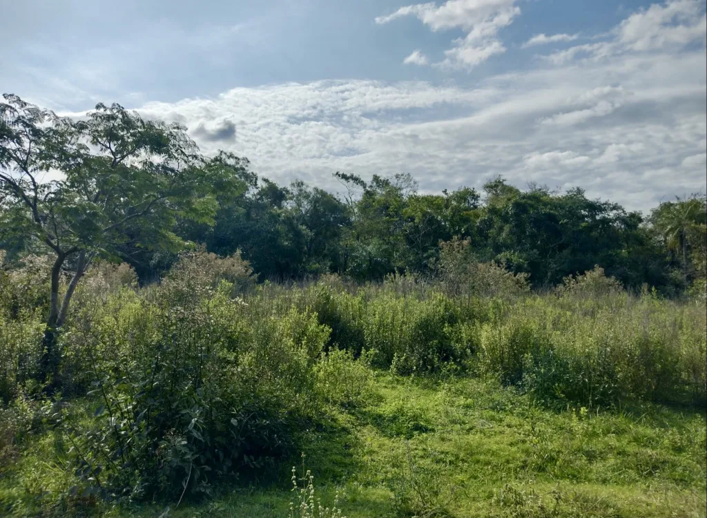 Campo Ganadero en Luque - 52 Ha. — photo 3