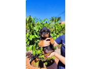 ROTTWEILER HEMBRA Y MACHO