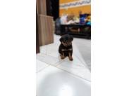 ROTTWEILER RAZA PURA