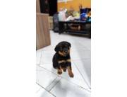 ROTTWEILER HEMBRA Y MACHO