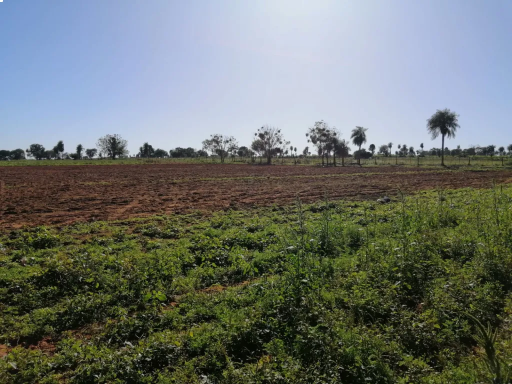 VENDO TERRENO DE 15 HA. Nueva Italia - Compañía Tacuara — foto 3