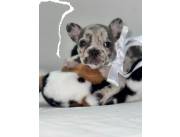 BULLDOG FRANCES