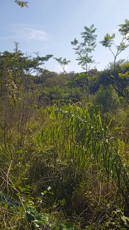 Vendo 5.7 hectáreas en mbocayaty del Guiará — foto 2