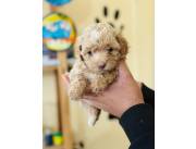 CANICHE TOY REAL