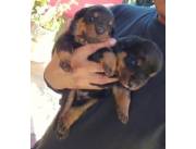 Rottweiler